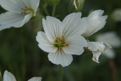 Cerastium maximum