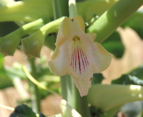 White Djirrie