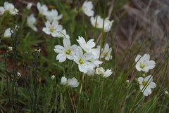 Cerastium maximum