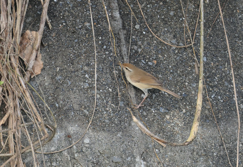 Manchurian Bush Warbler (Horornis canturians)