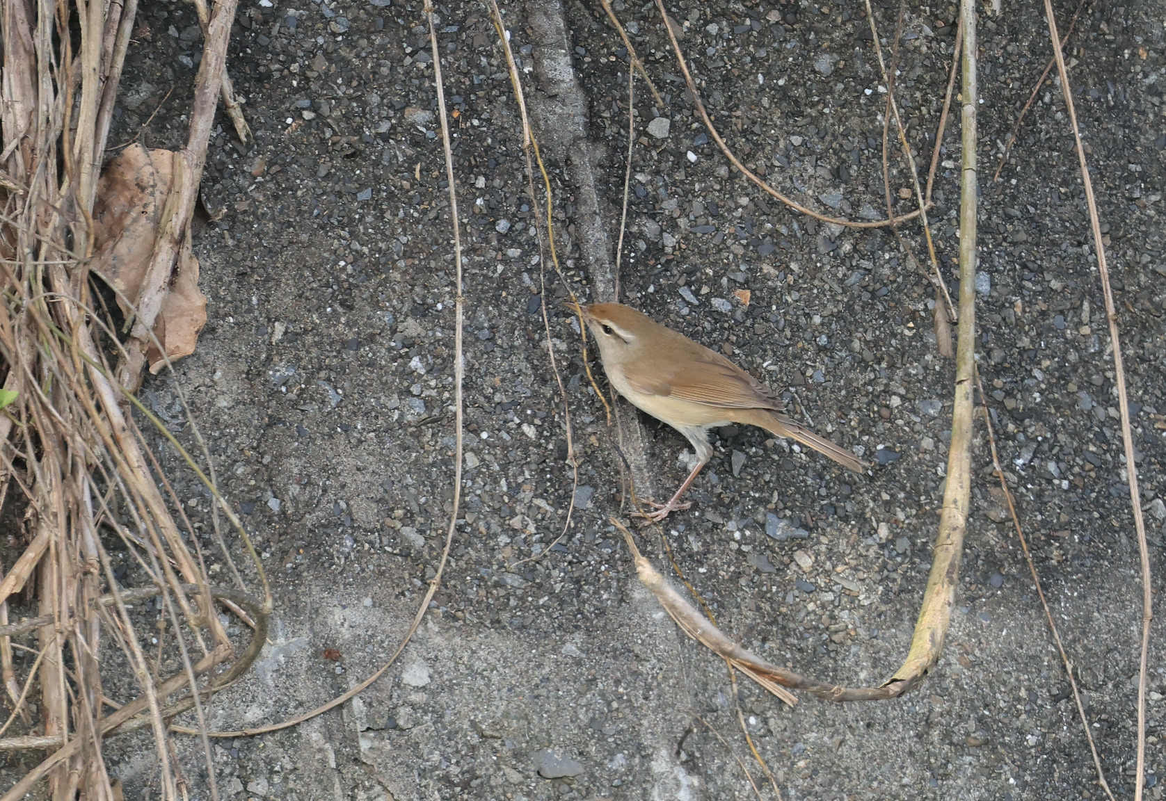 Manchurian Bush Warbler (Horornis canturians)