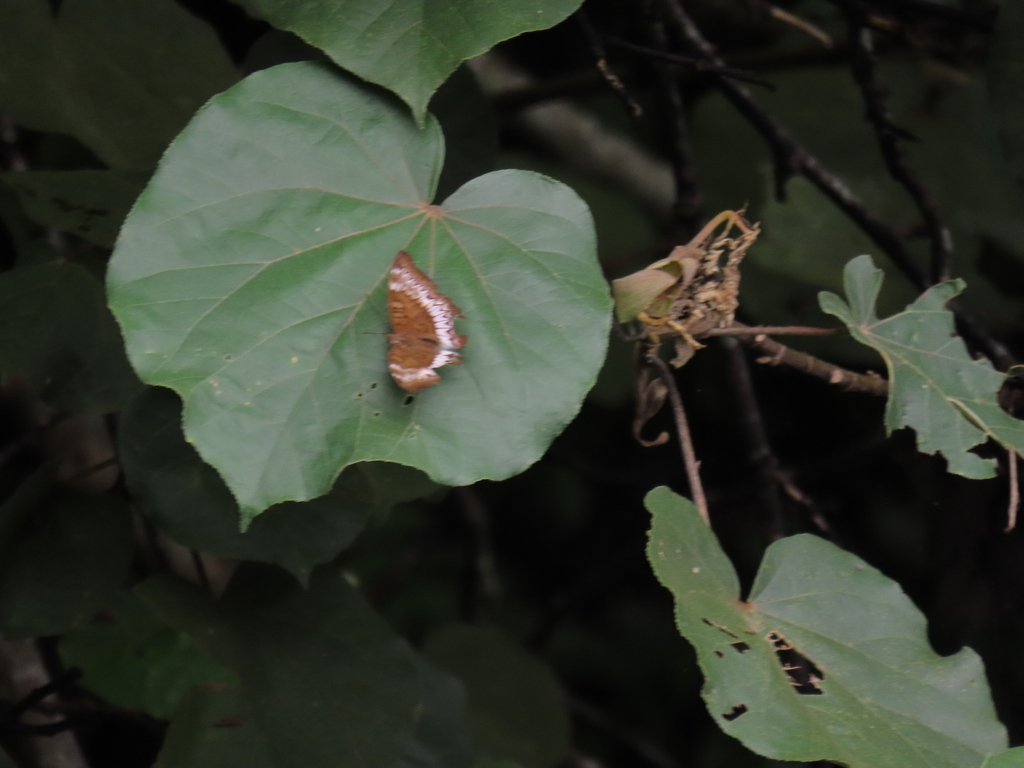 Lebadea martha (Lebadea martha)