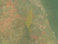 Chaetodon andamanensis