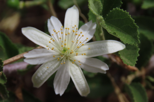 Small-leaf White Raisin (Grewia tenax)