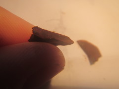 Hymenochaete microcycla