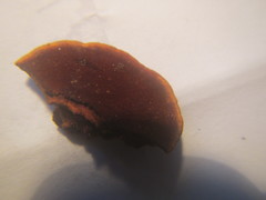 Hymenochaete microcycla