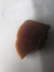 Hymenochaete microcycla