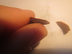 Hymenochaete microcycla