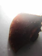 Hymenochaete microcycla