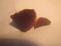 Hymenochaete microcycla