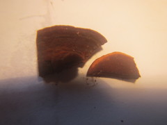 Hymenochaete microcycla