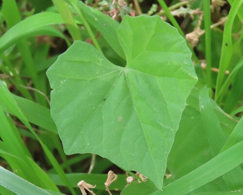 donkey flower (Zehneria marlothii)