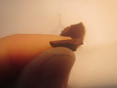 Hymenochaete microcycla