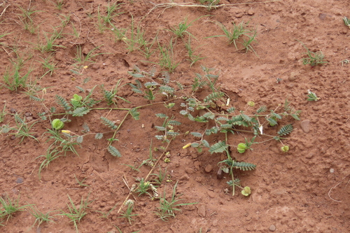 Flanged Devilthorn (Tribulus cristatus)