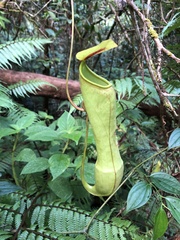 Nepenthes distillatoria