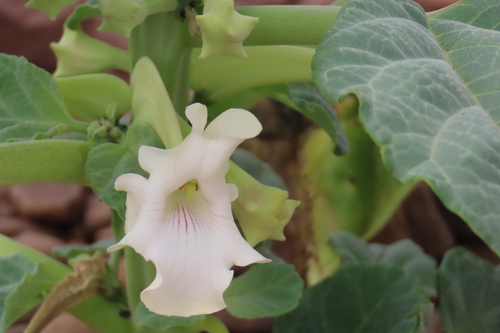 White Djirrie (Rogeria longiflora)