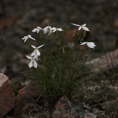 Lithotoma anethifolia