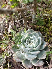 Echeveria elegans