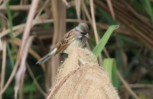 Black-faced Bunting (Emberiza spodocephala), photo 2