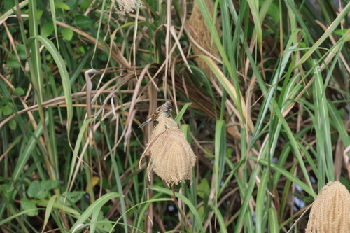 Black-faced Bunting (Emberiza spodocephala), photo 1