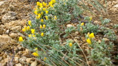 Genista albida