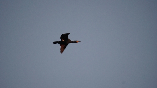 Great Cormorant (Phalacrocorax carbo), photo 6