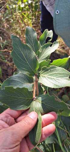 Multidentia crassa