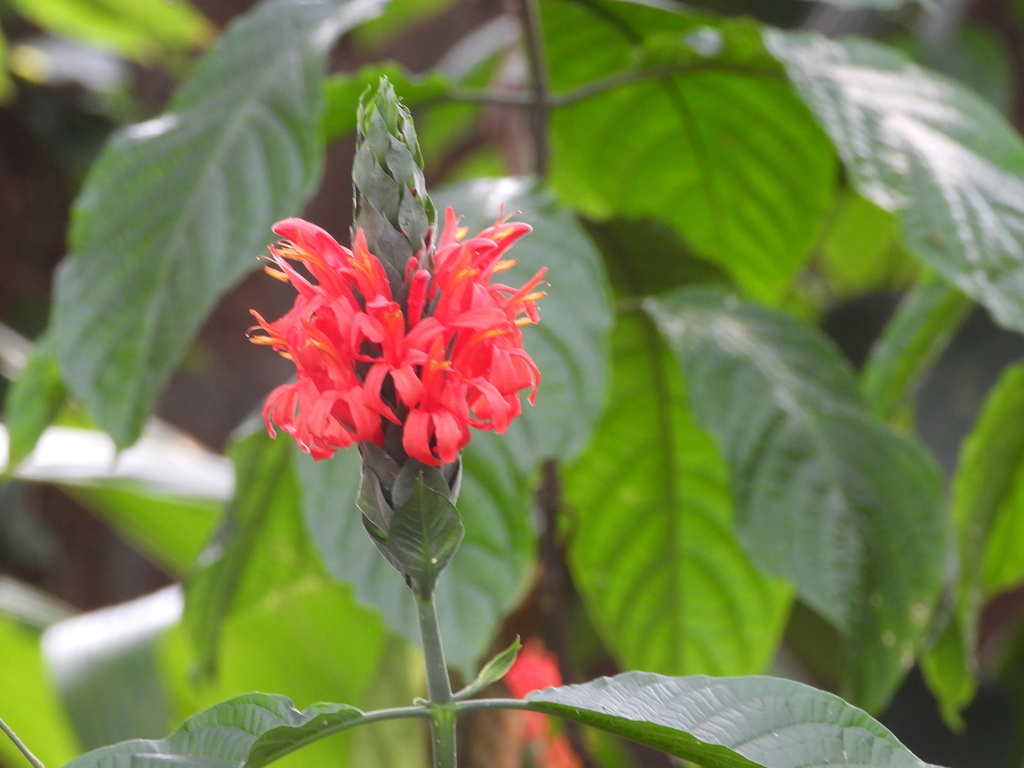 Pachystachys spicata; photograph (c) sneha_forestry, some rights reserved (CC BY-SA)