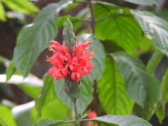Pachystachys spicata, photograph (c) sneha_forestry, some rights reserved (CC BY-SA)