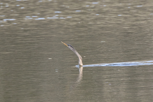Anhinga (Anhinga anhinga), photo 6