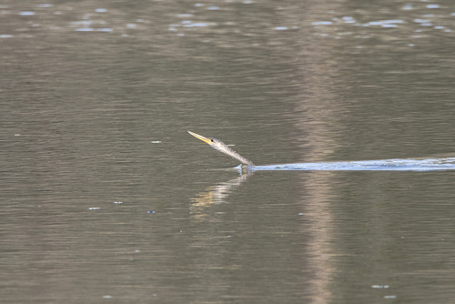 Anhinga (Anhinga anhinga), photo 7