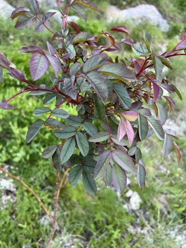 Rosa glauca (Rosa glauca)