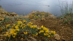 Genista albida