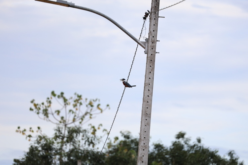 Ringed Kingfisher (Megaceryle torquata), photo 4