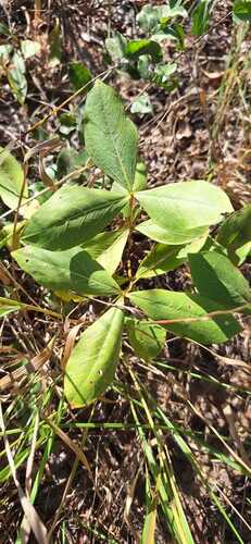 Fadogia triphylla