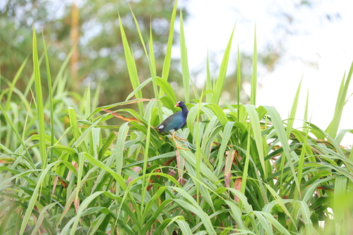 Purple Gallinule (Porphyrio martinica), photo 3