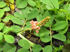 Indigofera suffruticosa