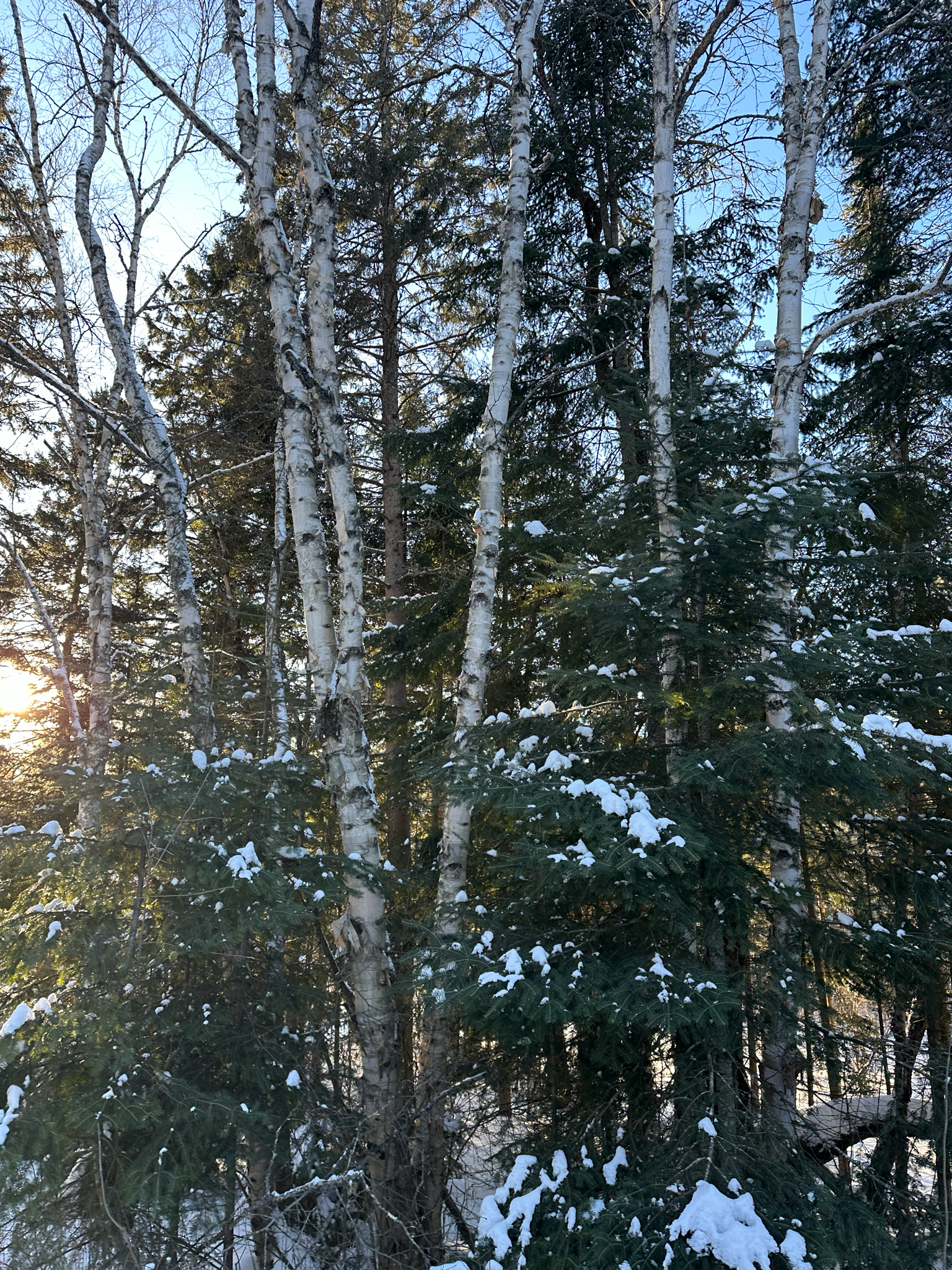 Paper birch