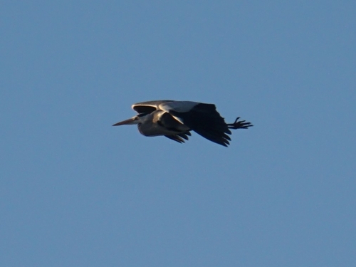 Grey Heron (Ardea cinerea), photo 6