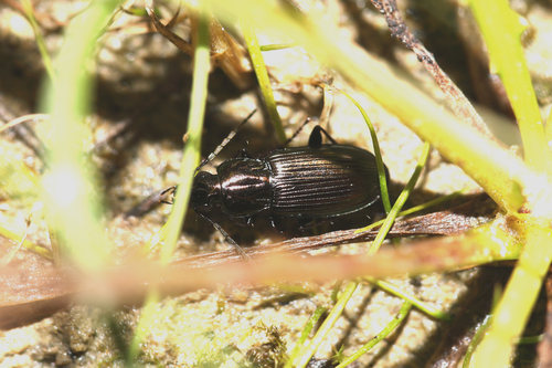 Poecilus purpurascens