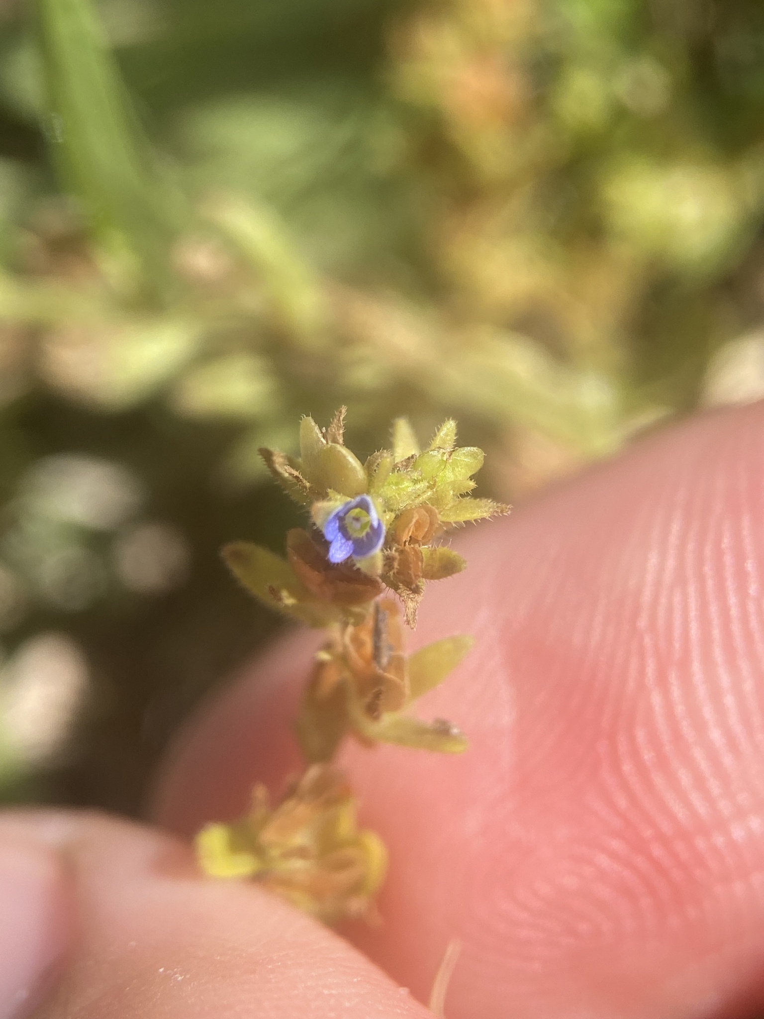 Wall speedwell