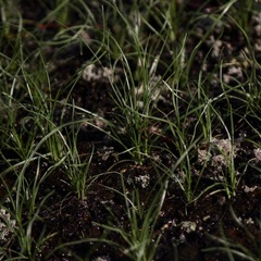 Tripogonella loliiformis