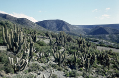 Trichocereus werdermannianus