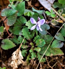 Viola canescens