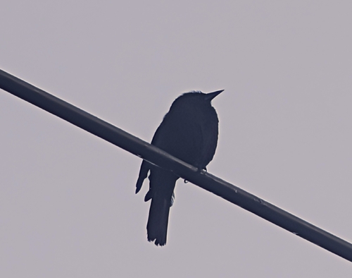 Austral Blackbird (Curaeus curaeus)