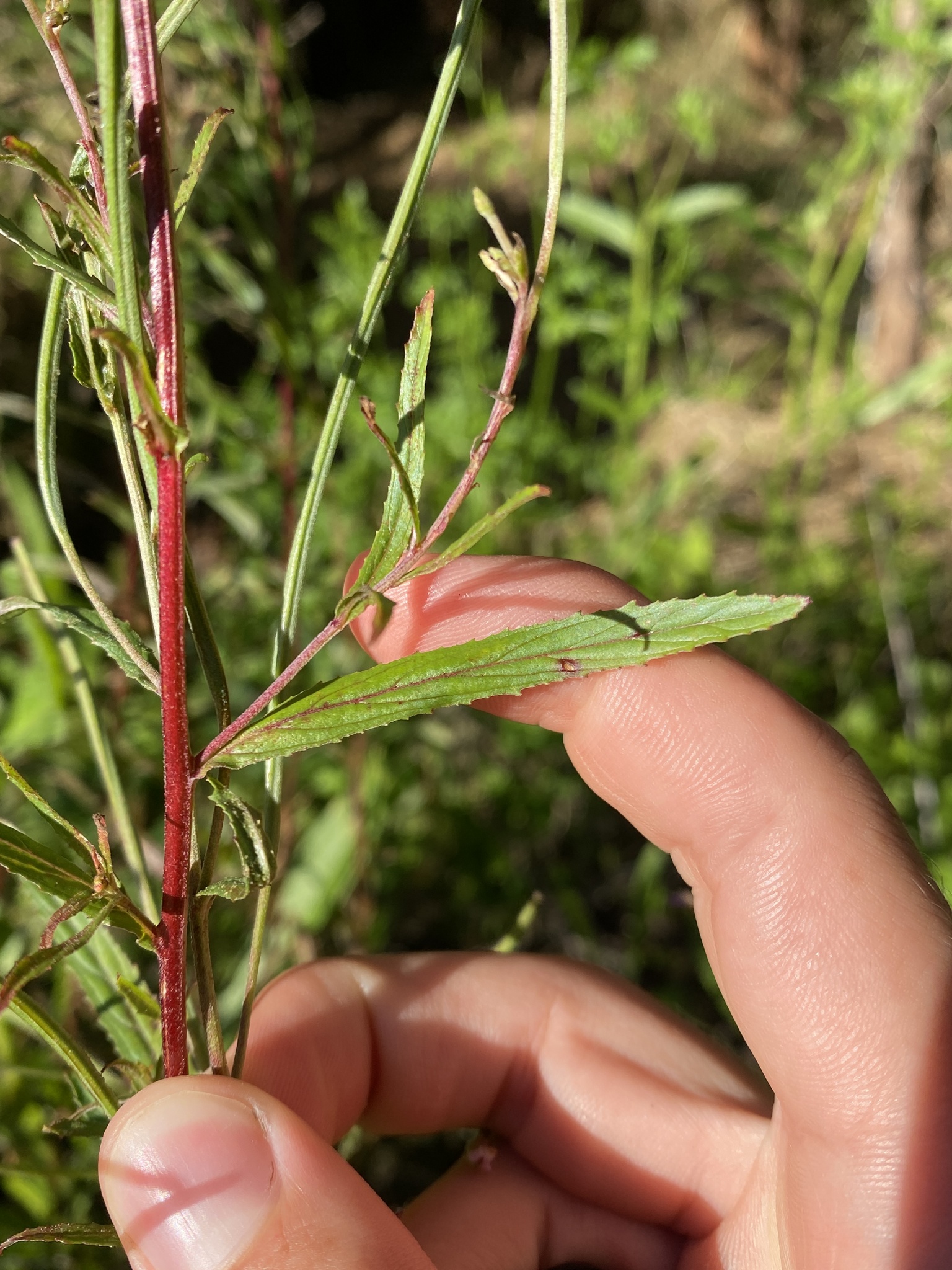 Imagem de Amança