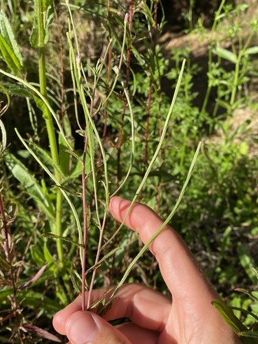 Foto de Amança