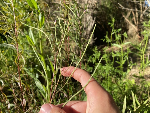 Foto de Amança