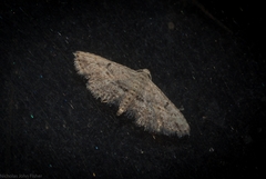 Araeopteron canescens