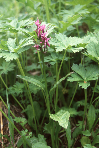 Keyflower (Dactylorhiza aristata)